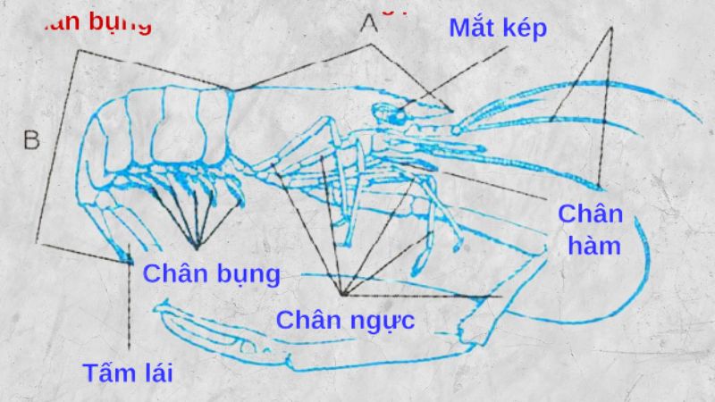 co-the-tom-co-may-phan-cau-tao-chi-tiet-co-the-tom-202207140912201373