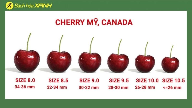 cach-chon-cherry-ngon-theo-size-202204221308305412