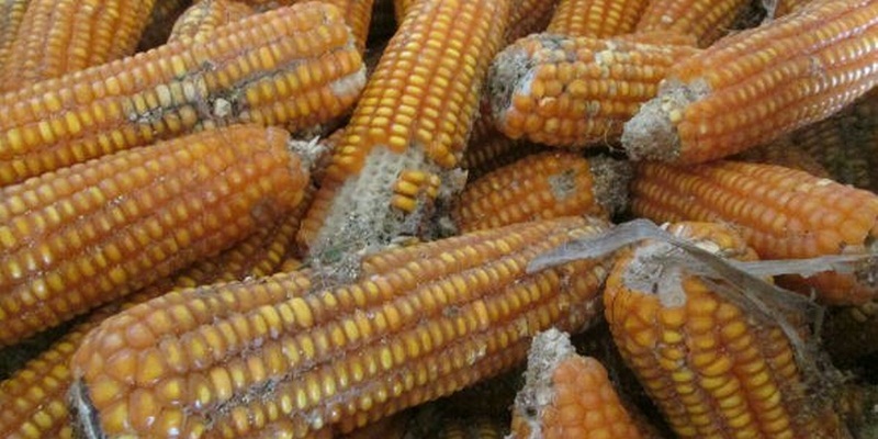 ot-kho-nhiem-aflatoxin-ban-da-biet-2_800x400