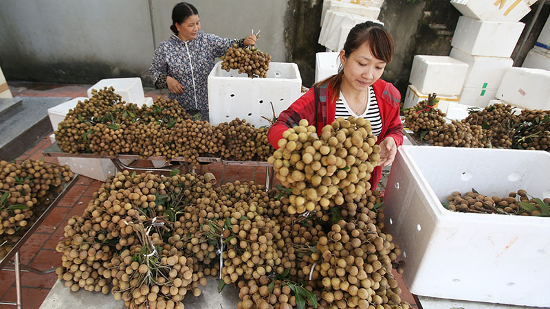 tong-hop-cac-cach-bao-quan-nhan-tuoi-khong-phai-ai-cung-biet-202112230312281115