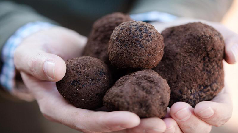 nam-truffle-la-gi-nam-truffle-co-tac-dung-gi-mua-o-dau-gia-bao-nhieu-202108311925461666